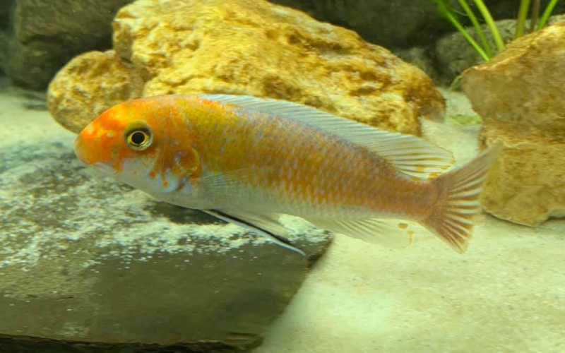 Labeotropheus trewavasae 'Ndumbi Point'